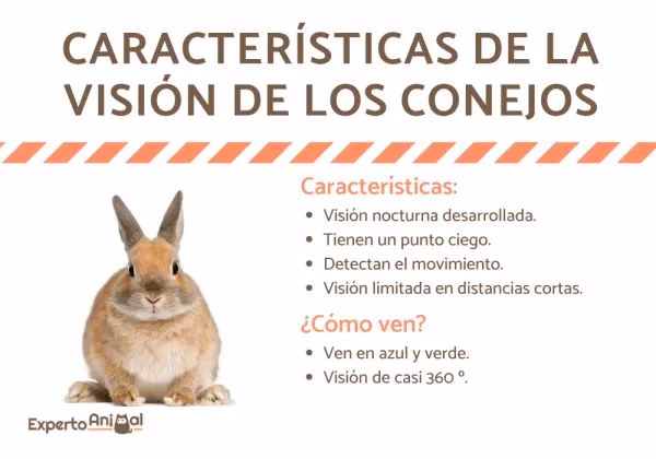 ¿Cómo es la visión de un conejito?