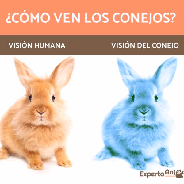 Where is the conejo grade?