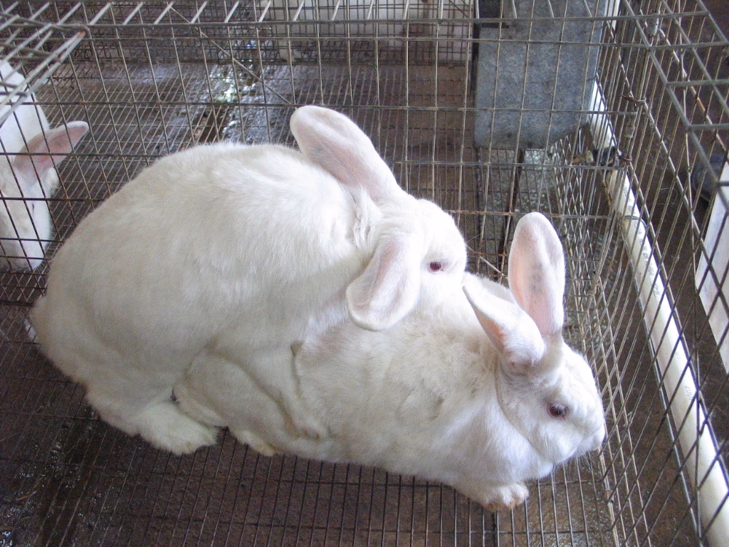 ¿Cómo se llaman los veterinarios de conejos?